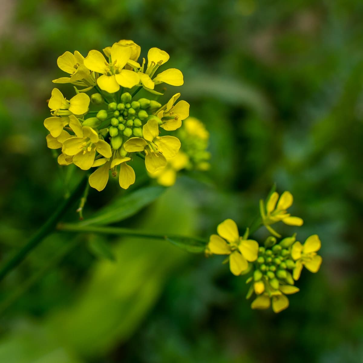 Yellow Mustard — Subway sauce nutrition, ingredients, and prices